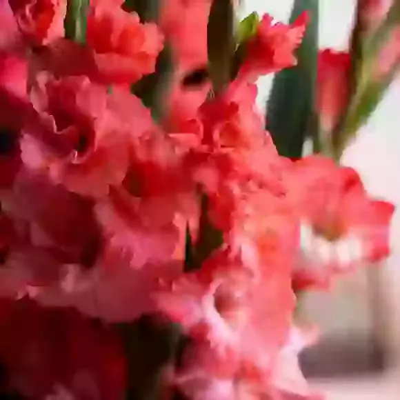 Gladioli